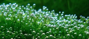 Riccia fluitans in acquario...con bollicine di ossigeno