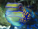 Synchiropus splendidus - little tropical fish