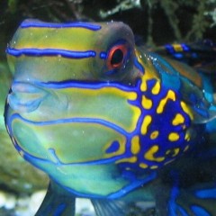 Synchiropus splendidus, foto 2004-2005