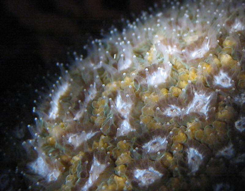 Alimentazione dei coralli nell’acquario marino