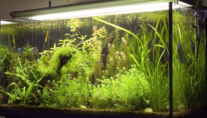 Un acquario completo: cosa serve?