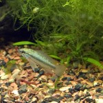 Apistogramma Trifasciata in acquario, finalmente!