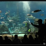 Acquario pubblico di Barcellona (MareMagnum)