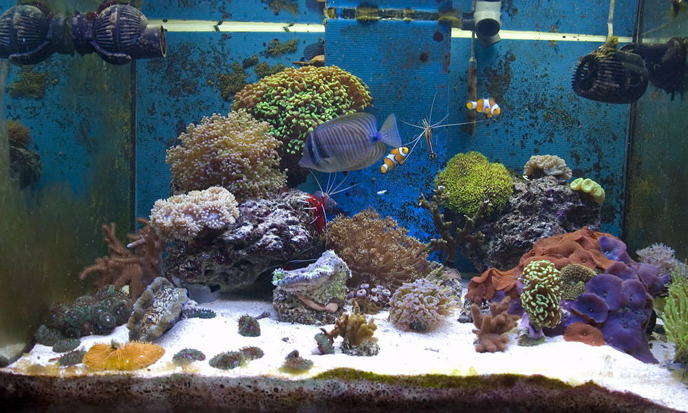 Acquario marino tropicale 80x55x55 ‘Easy LPS’
