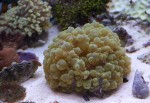 Plerogyra, LPS coral