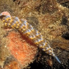 Nudibranchi contro le Aiptasie?