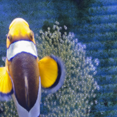 Deposizione dei pesci pagliaccio n.2, con mini-video (Amphiprion ocellaris)