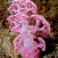 Coralli non-fotosintetici in acquario? Si puÃ² fare