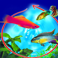 Mini Guide all’acquario in PDF (ebook)