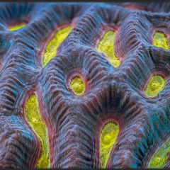 Time Lapse Video di coralli visti da MOLTO vicino, by Daniel Stoupin