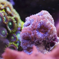 2 piccoli video timelapse con l’alimentazione di coralli