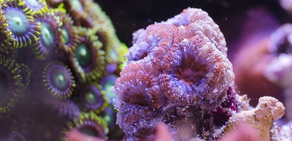 2 piccoli video timelapse con l’alimentazione di coralli