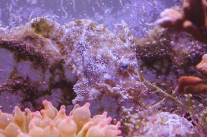 achreictis tomentosus - pesce marino mangiatore di aiptasia