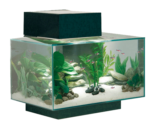 Askoll Fluval Edge, l’acquario “sospeso”