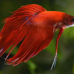 Betta splendens rosso, nuove foto dal piccolo acquario dolce