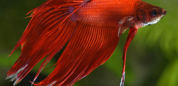 Betta splendens rosso, nuove foto dal piccolo acquario dolce