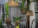 Cestelli in legno per Orchidee…avete foto?