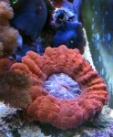 cinarina lacrimalis, LPS coral