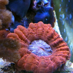 Cinarina e Catalaphyllia, 2 nuovi coralli in acquario