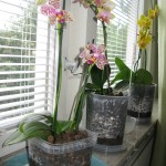 Coltura semi-idroponica delle orchidee (Semi-Hydroponic Culture)