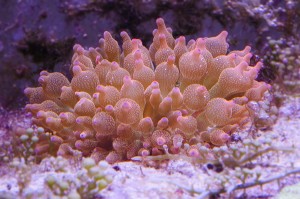 entacmea quadricolor anemone