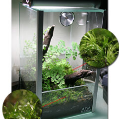 Acquaterrari o PLANTARIUM, con poca acqua e molta umiditÃ 