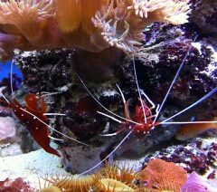 Anthias parcheggiato e accudito dai Lysmata debelius