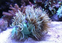 Small new entry: Catalaphyllia a tentacoli lunghi
