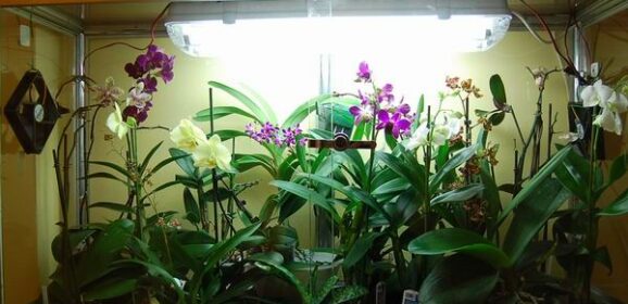 Orchidee in casa: quali altre specie da serra calda?