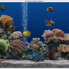 Screensaver Acquario e wallpaper con acquari per PC: sono i piÃ¹ cercati