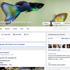 Vicini ai 1000 iscritti al gruppo ACQUARIANDO su FACEBOOK!