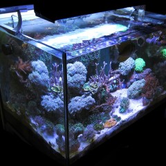 Acquario marino tropicale 80x55x55 ‘Easy LPS’