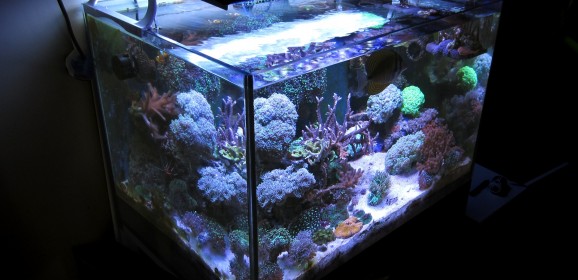 Acquario marino tropicale 80x55x55 ‘Easy LPS’