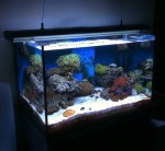 Aggiornamento dall’acquario marino “Easy”, quello con il DSB