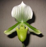 Orchidee e orchidaceae, non solo Phalenopsis