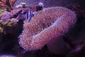 sarcophyton + kauderni