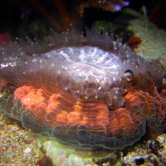 Luce e cibo per i coralli: 2 imperdibili articoli