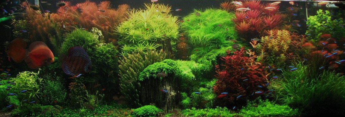 Le piante per acquario a crescita rapida facili per tutti
